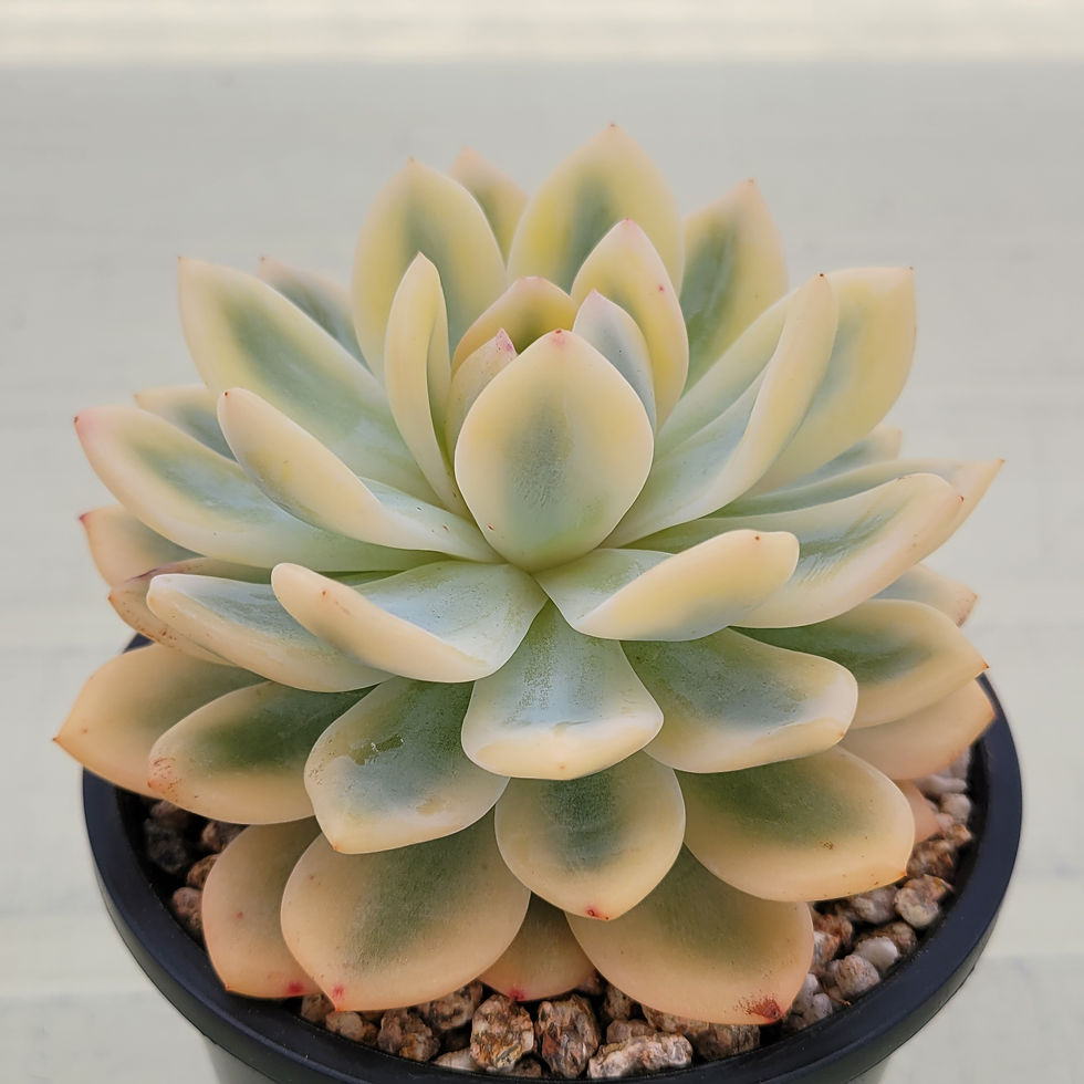 Thumbnail: Echeveria Orange Monroe variegated 