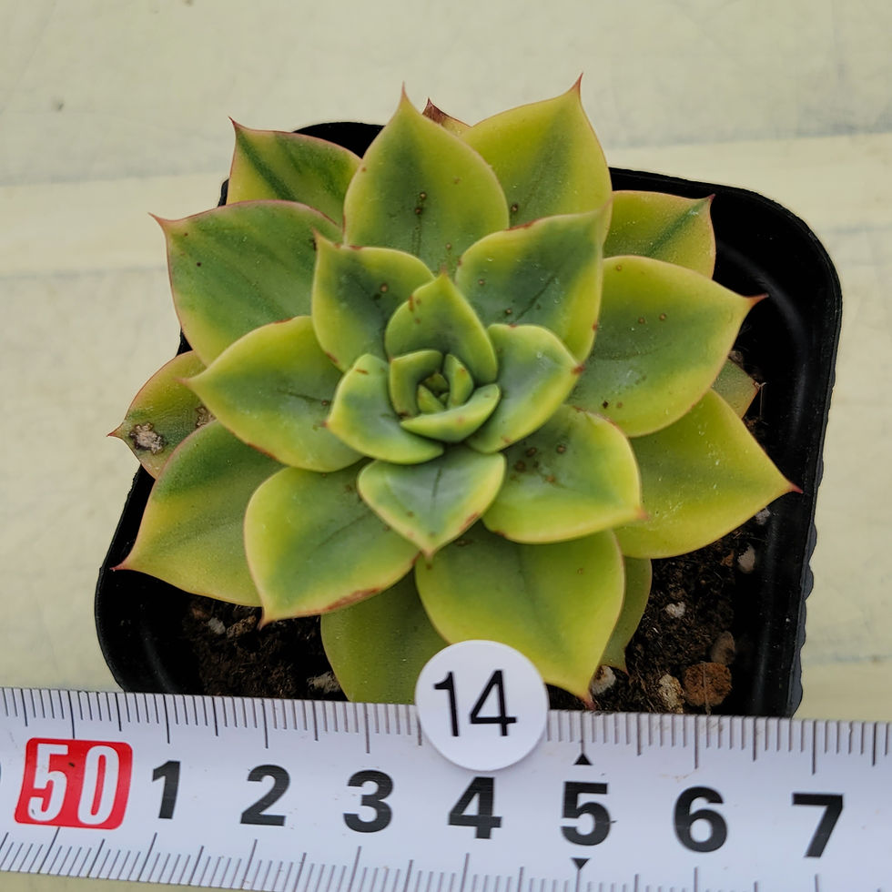 Thumbnail: Echeveria Ice Pinky variegated 