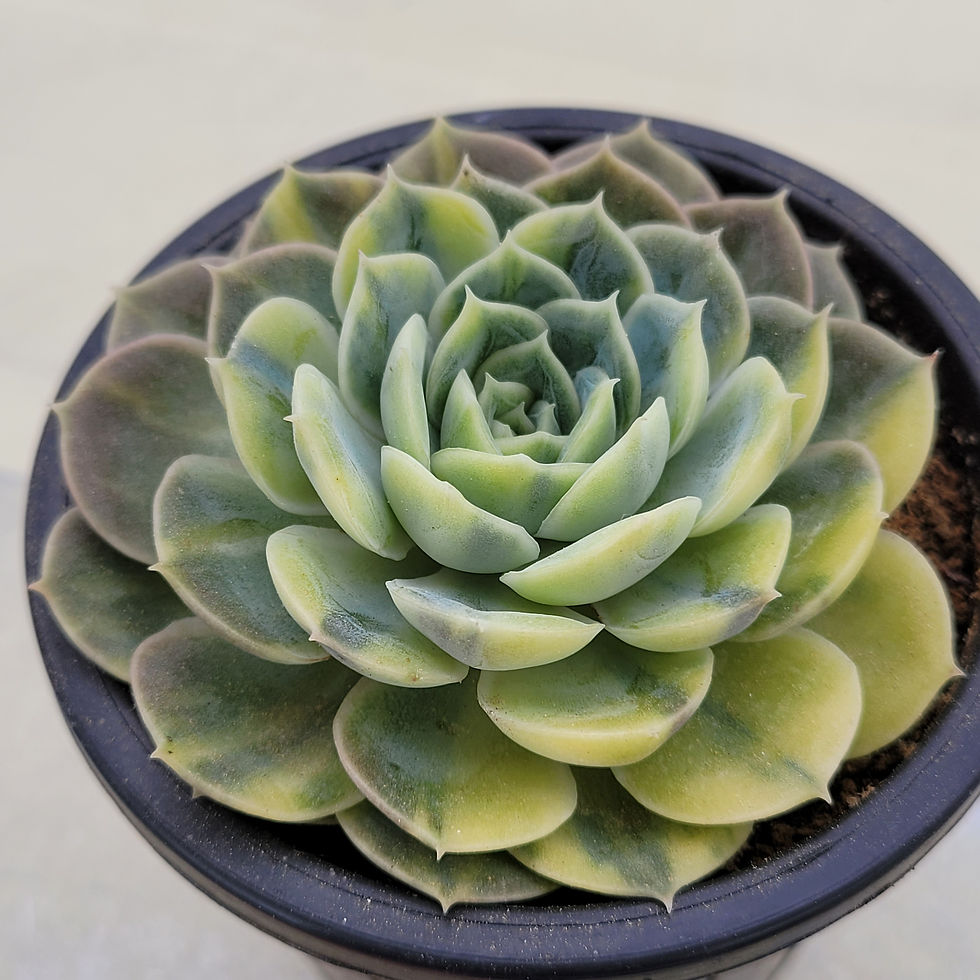 Thumbnail: Echeveria Onslow Yellow variegated 