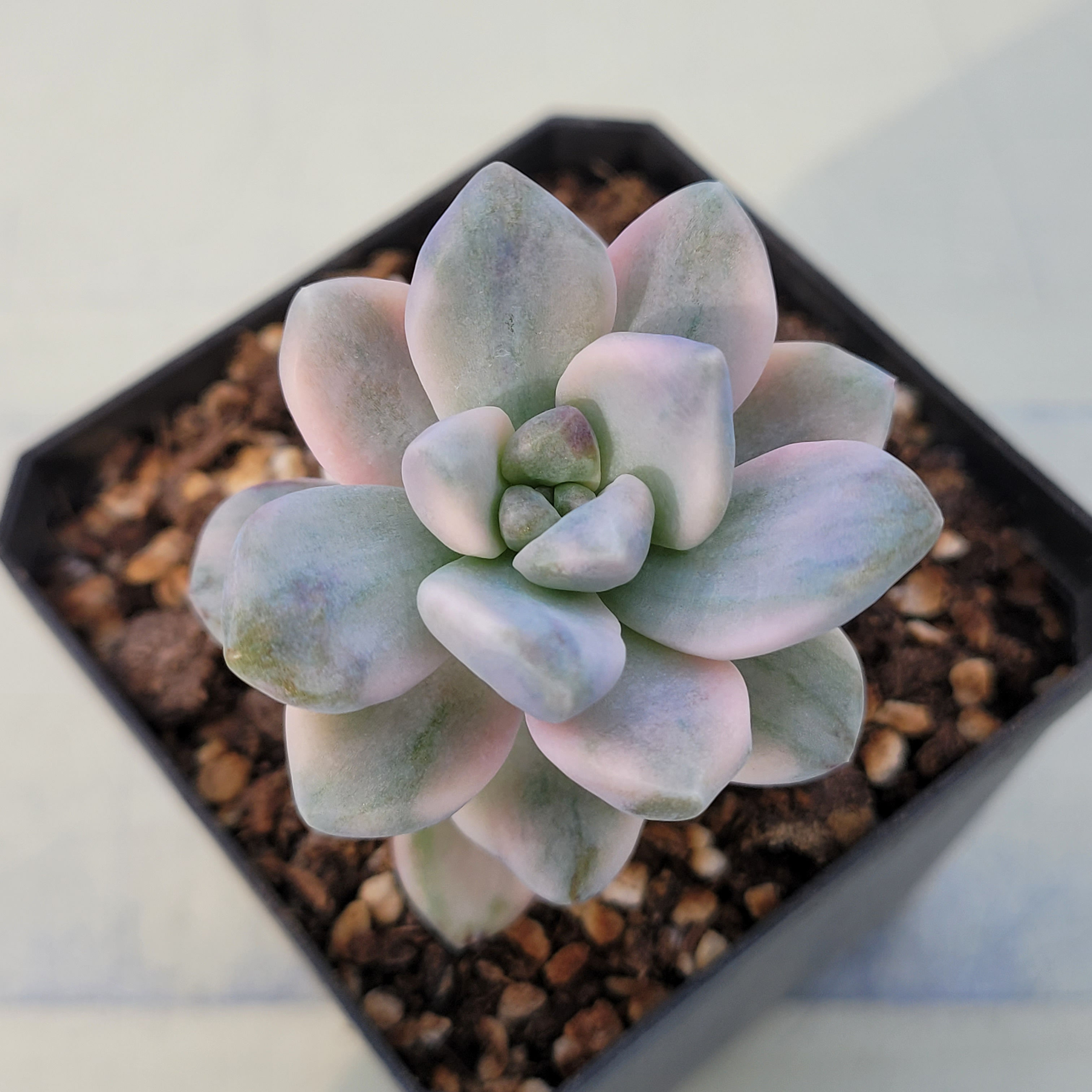 Graptoveria Titubans sp variegated 