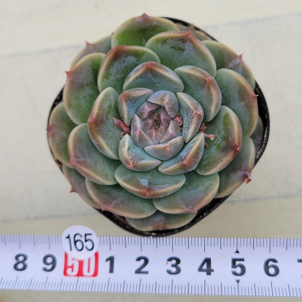 Thumbnail: Echeveria Apple Ring 