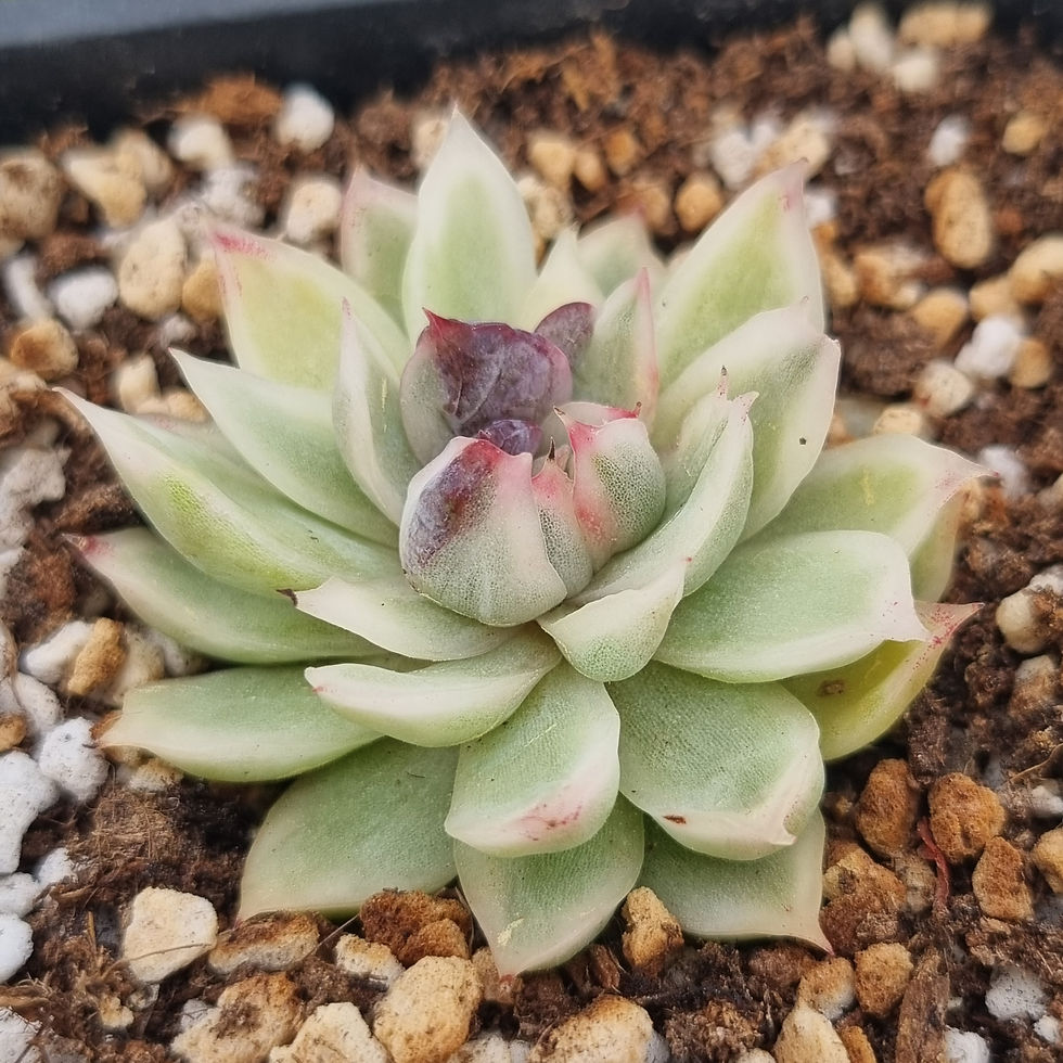 Thumbnail: Echeveria Red Sandwich variegated 