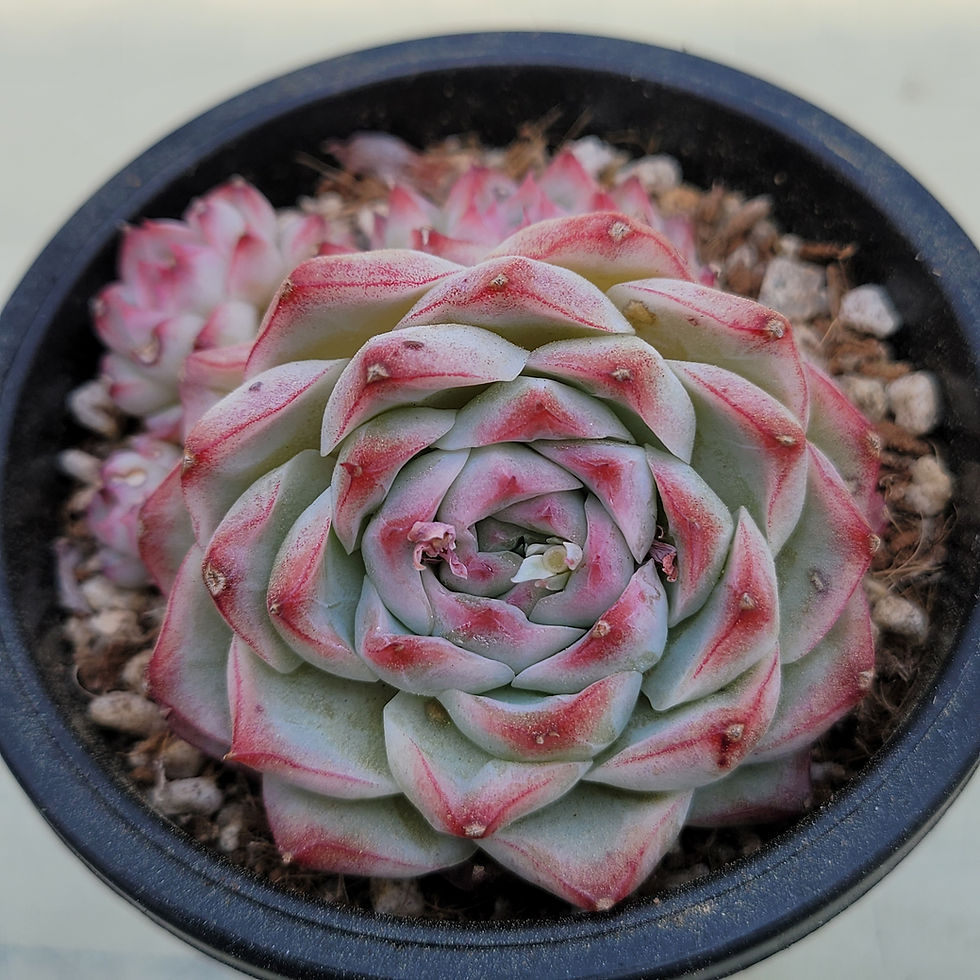 Thumbnail: Echeveria Rose Lady cluster 