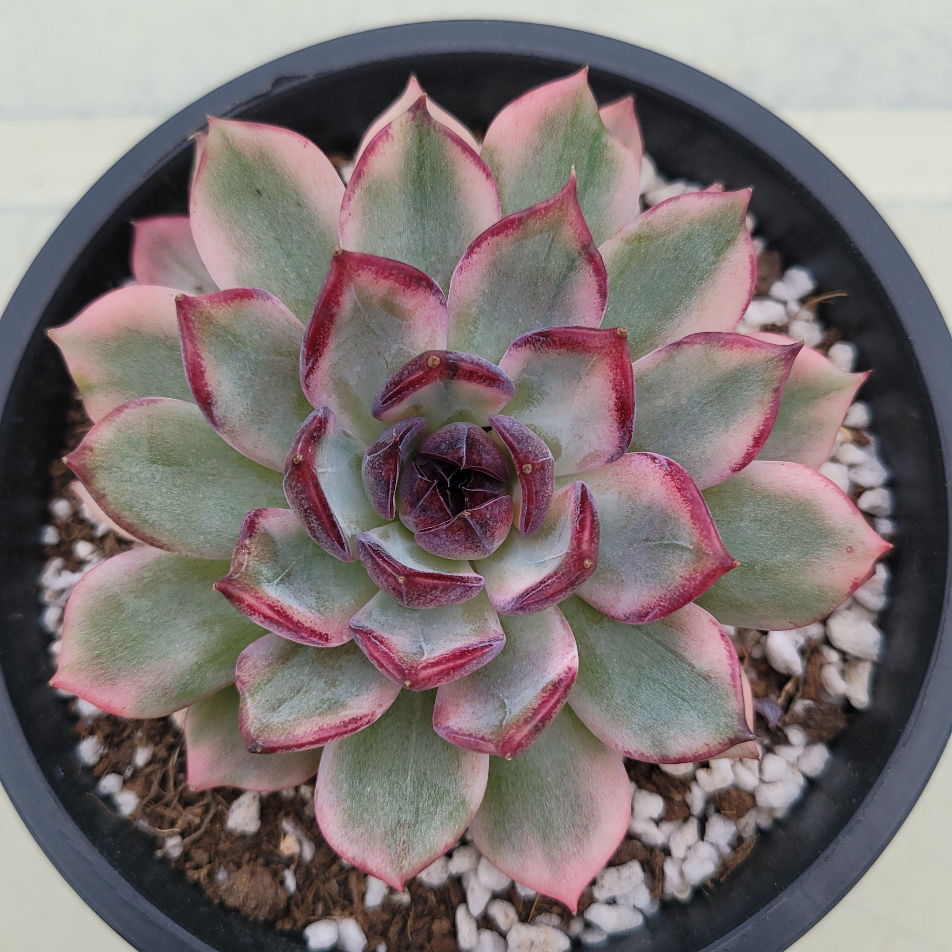 Echeveria Midnight Love variegated 