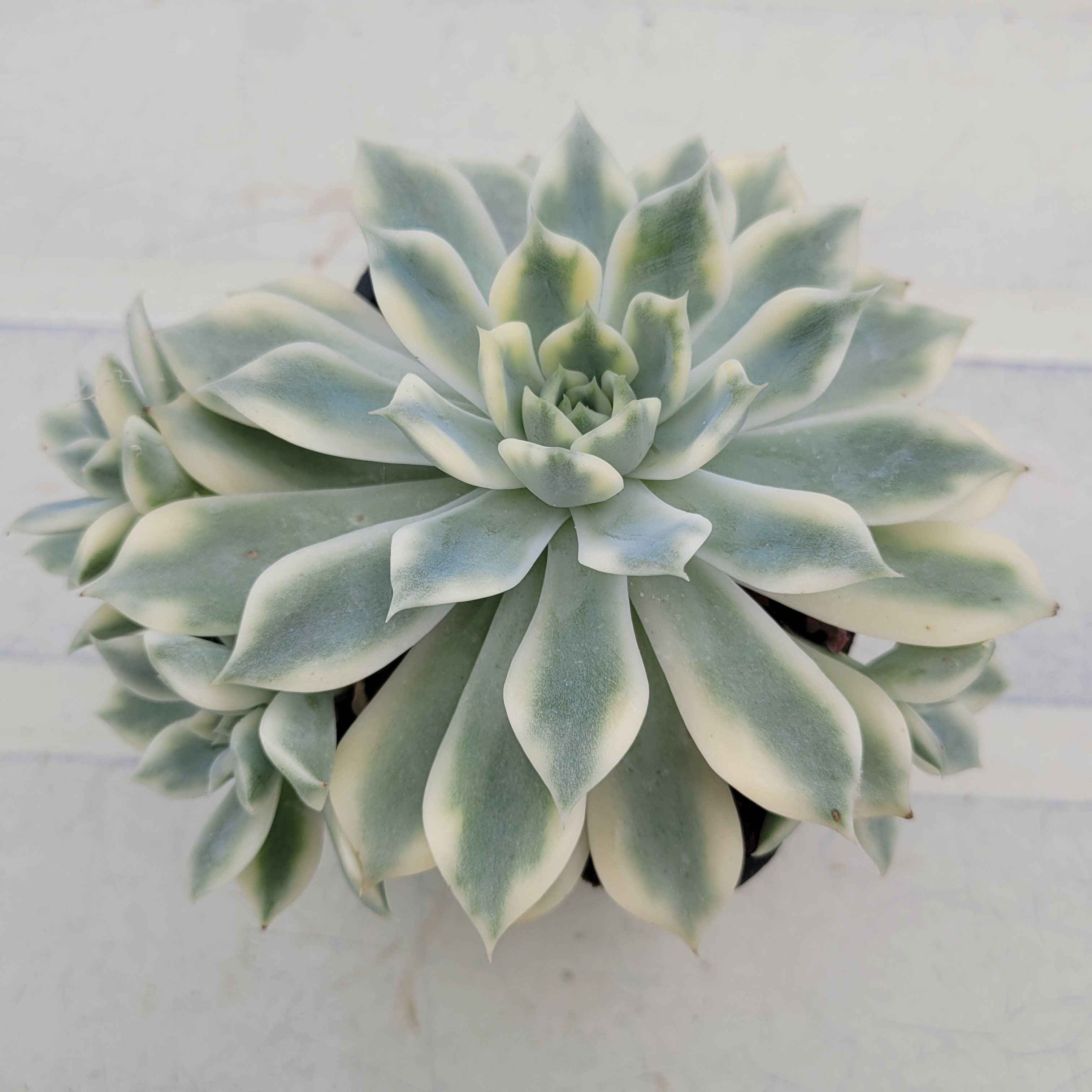 Echeveria Pink Erica variegated 