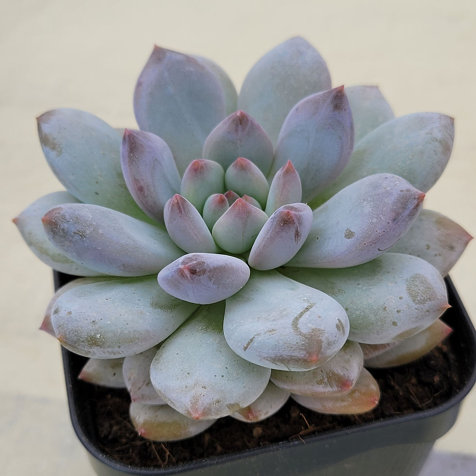 Thumbnail: Echeveria Pink Salt Candy 