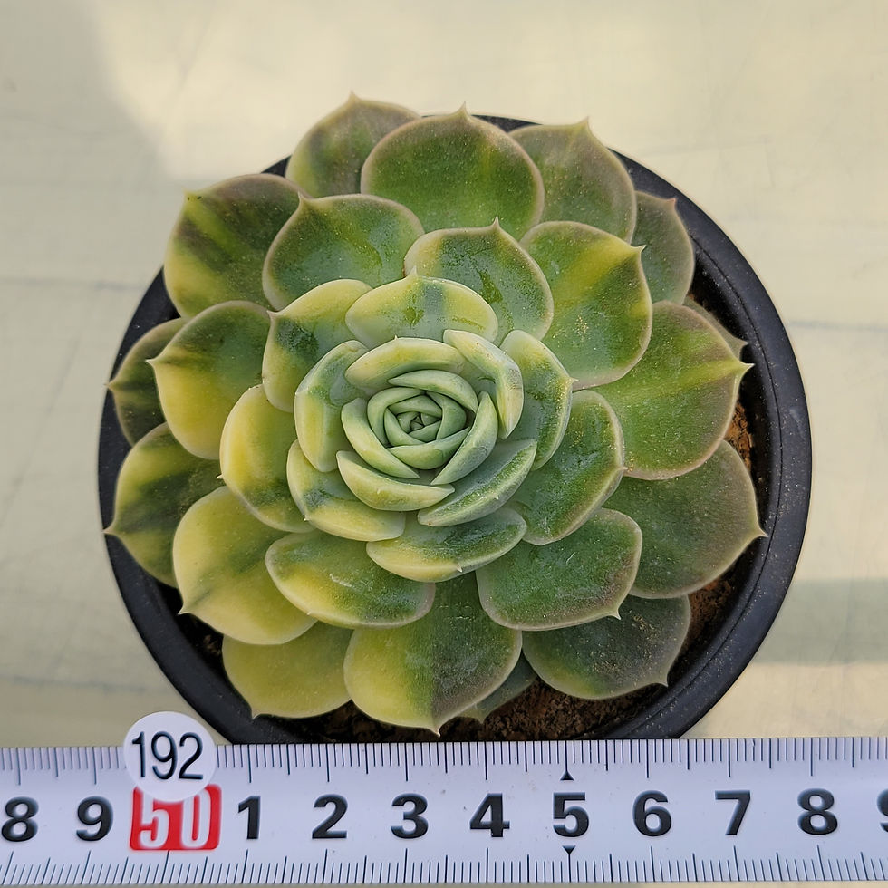 Thumbnail: Echeveria Onslow Yellow variegated 