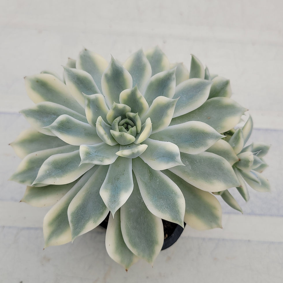 Thumbnail: Echeveria Pink Erica variegated 