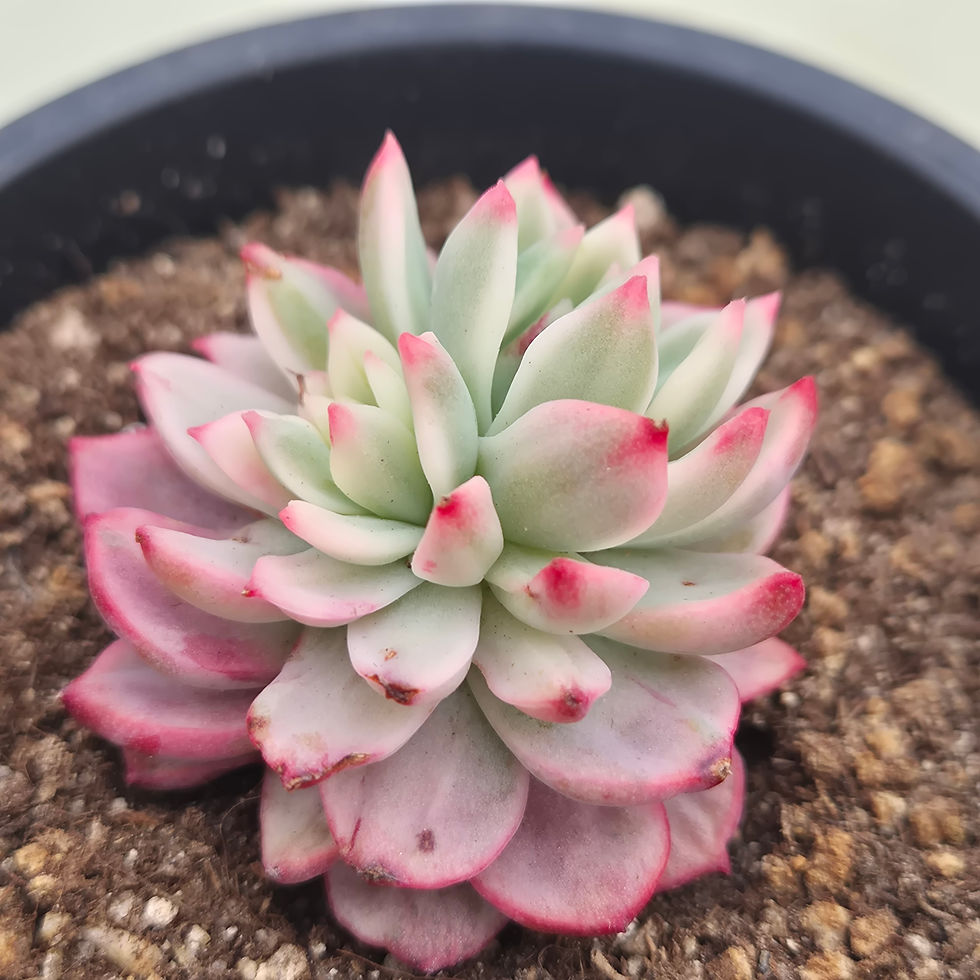 Thumbnail: Echeveria Scarlett variegated 