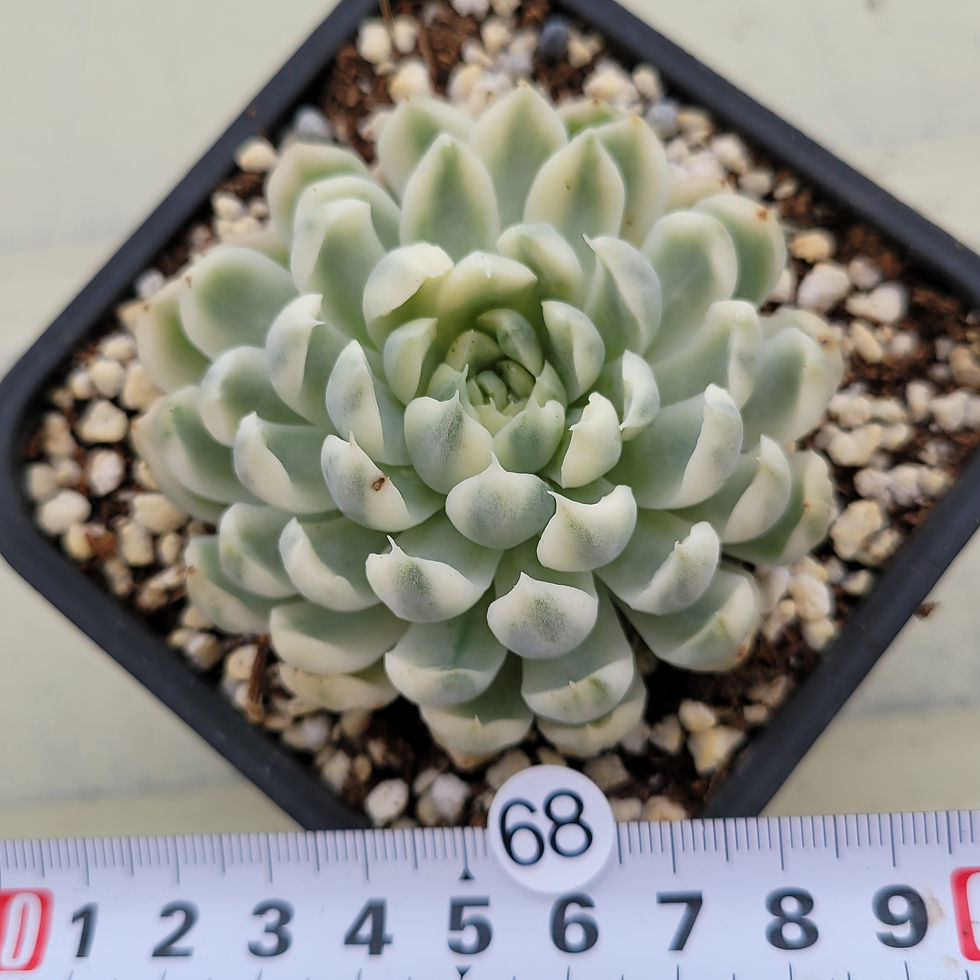 Thumbnail: Echeveria Vanilla Candy variegated 