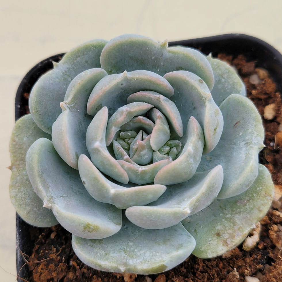 Thumbnail: Echeveria Heart Angel 