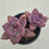 Thumbnail: Echeveria Pink Tulip 