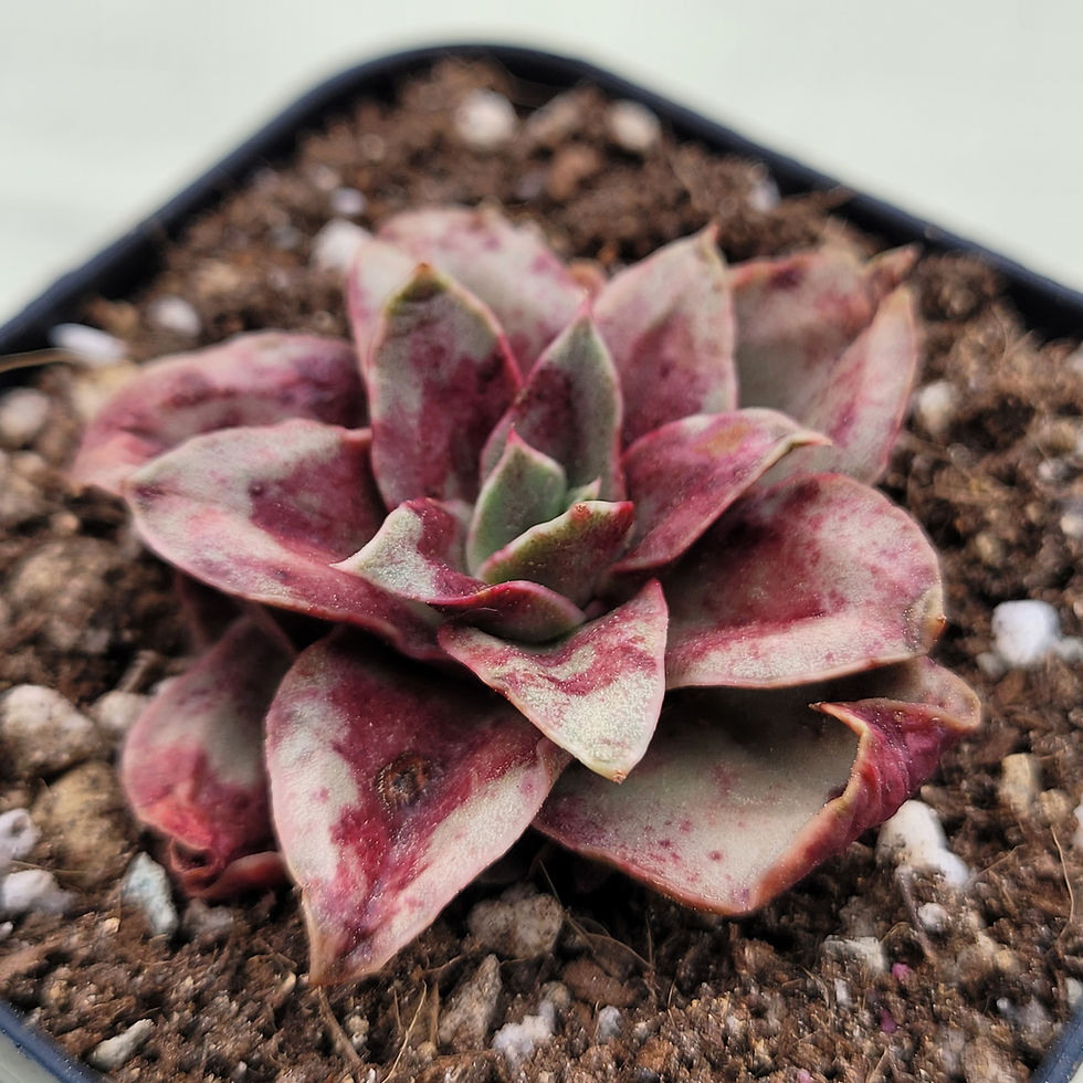 Thumbnail: Echeveria Blood Snow 