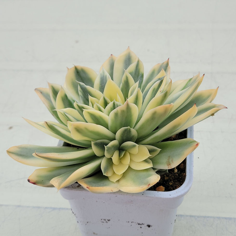 Thumbnail: Echeveria Sea Power variegated 