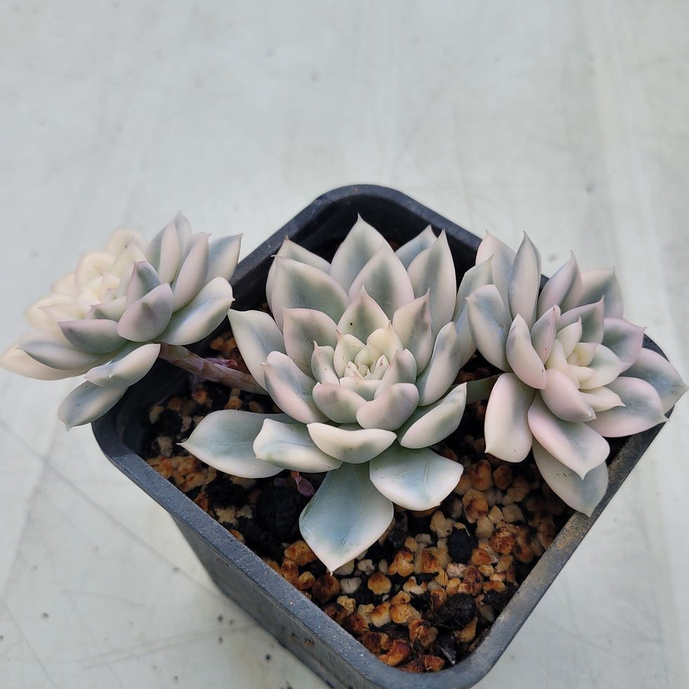 Thumbnail: Echeveria Moon Fairy white variegated 
