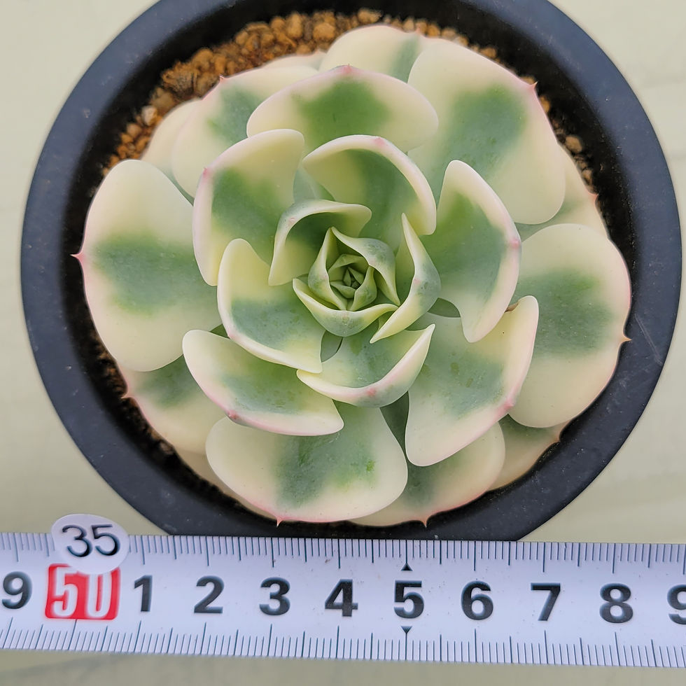 Thumbnail: Echeveria Lenore Dean 