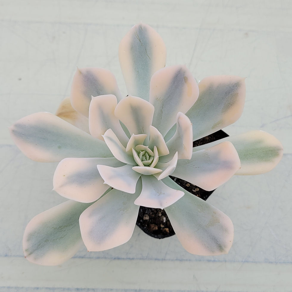 Thumbnail: Echeveria Macebenia variegated 