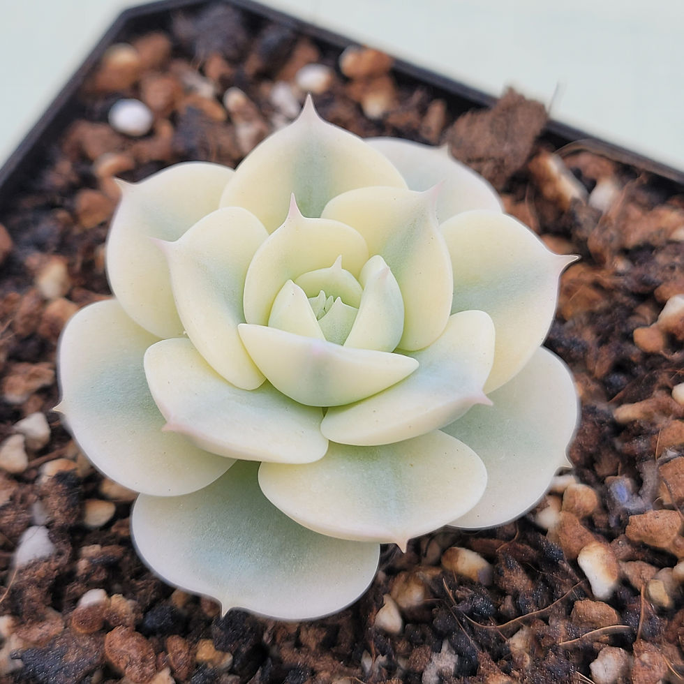 Thumbnail: Echeveria Glauca variegated 