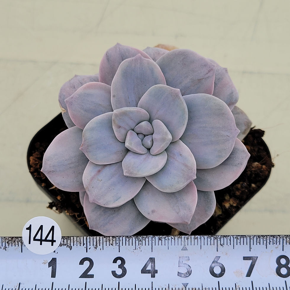 Thumbnail: Graptopetalum Pentandrum Silverbum variegated 