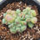 Thumbnail: Echeveria Heart ball cluster 