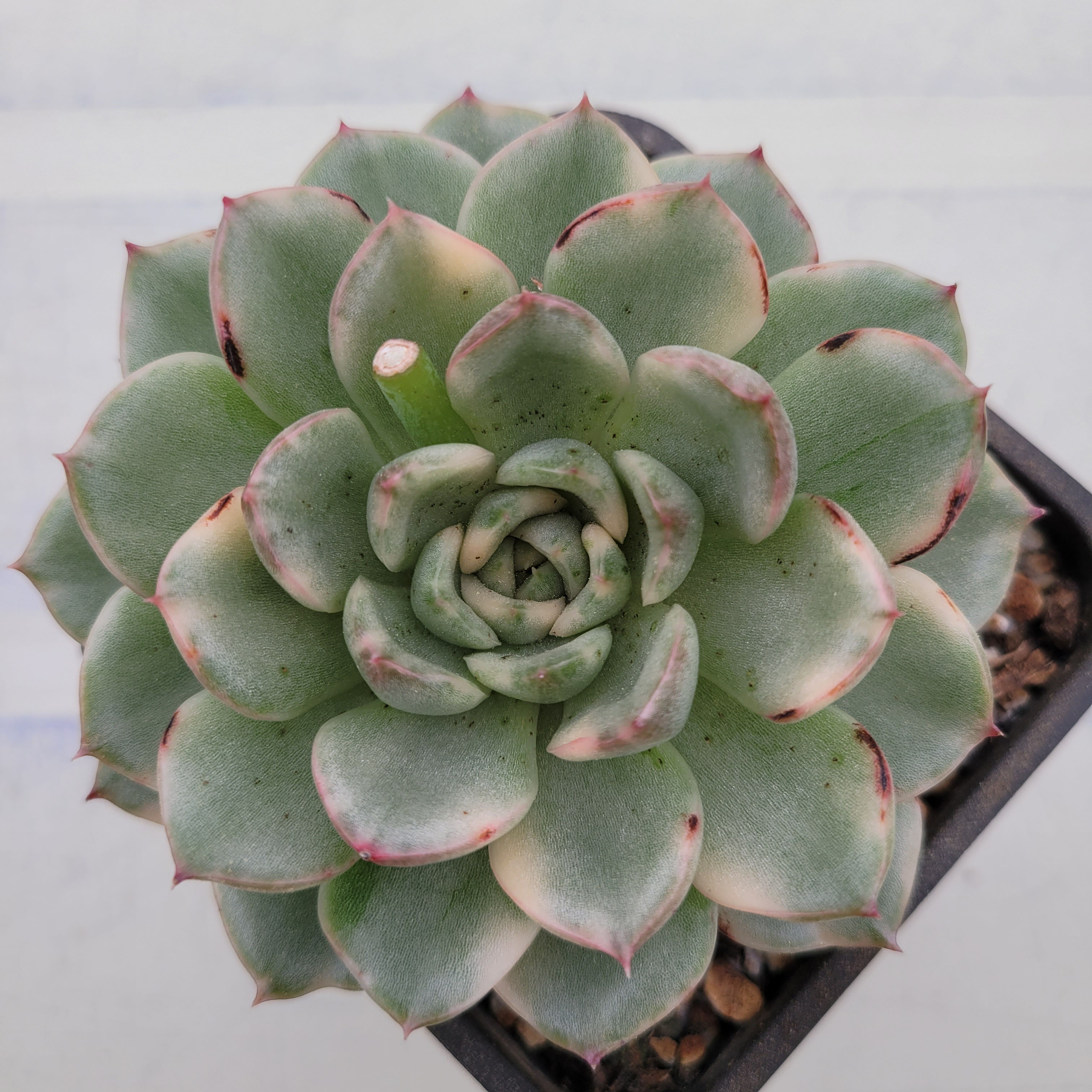 Echeveria Puli-lindsayana variegated 