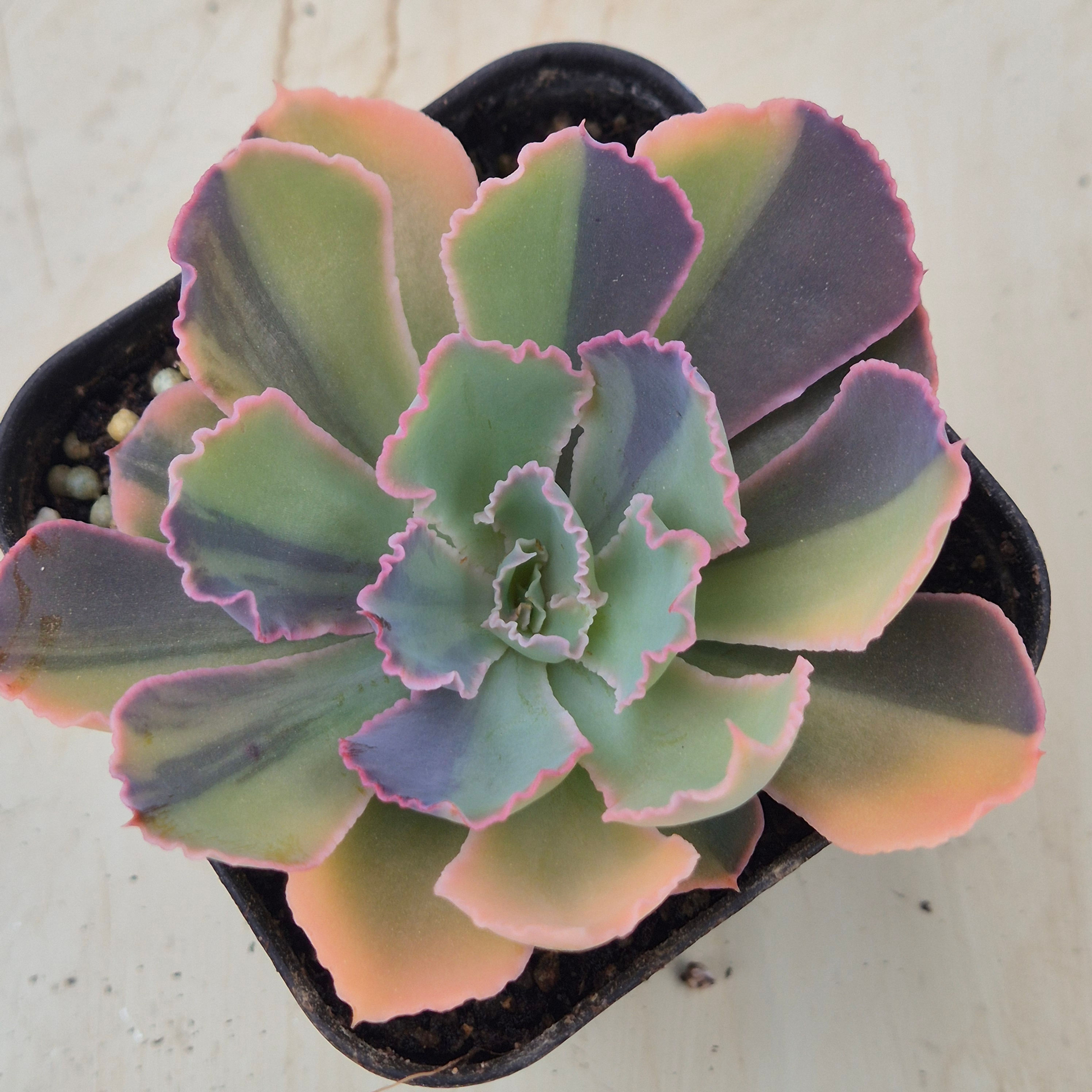 Echeveria Madre del Sur variegated 