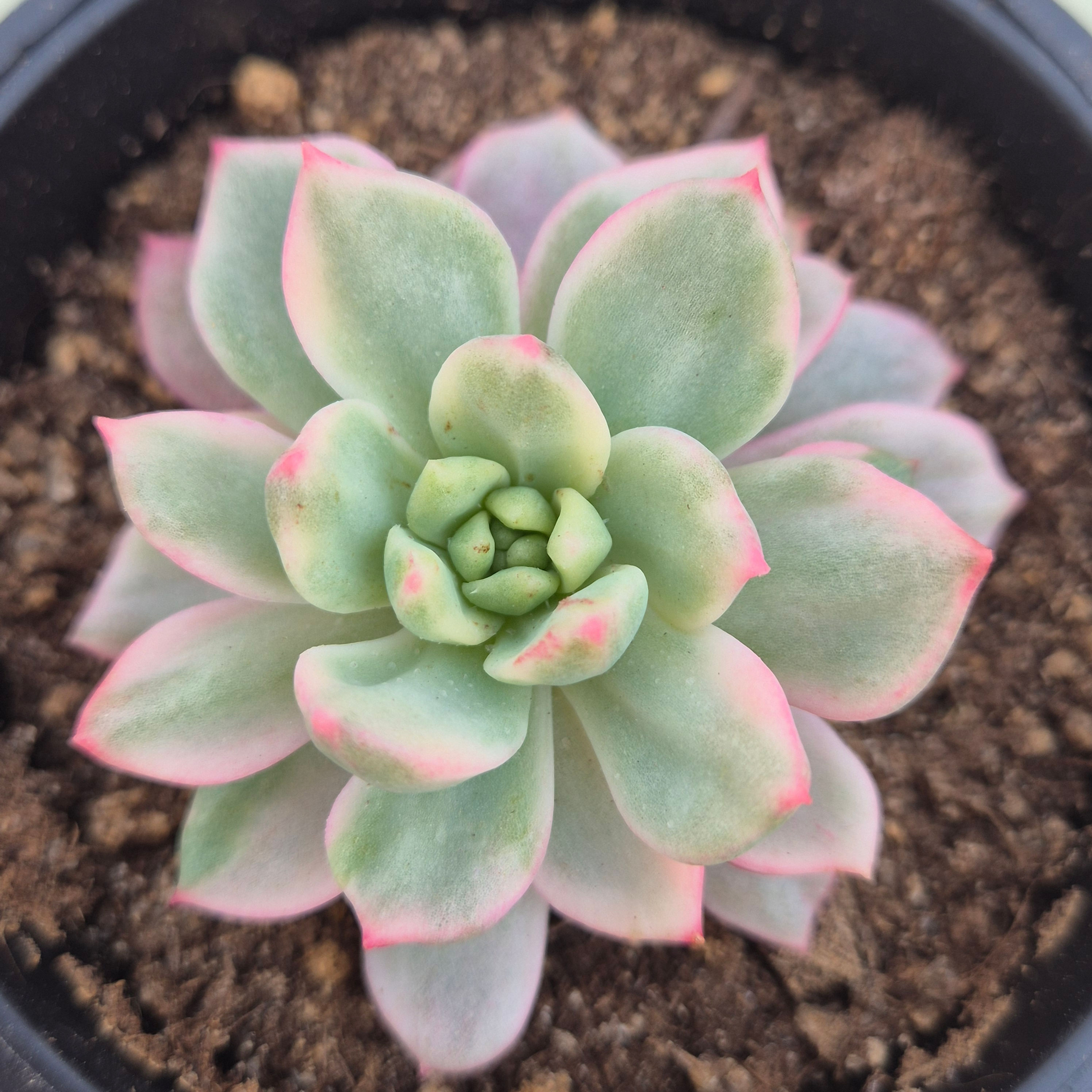Echeveria Scarlett variegated 