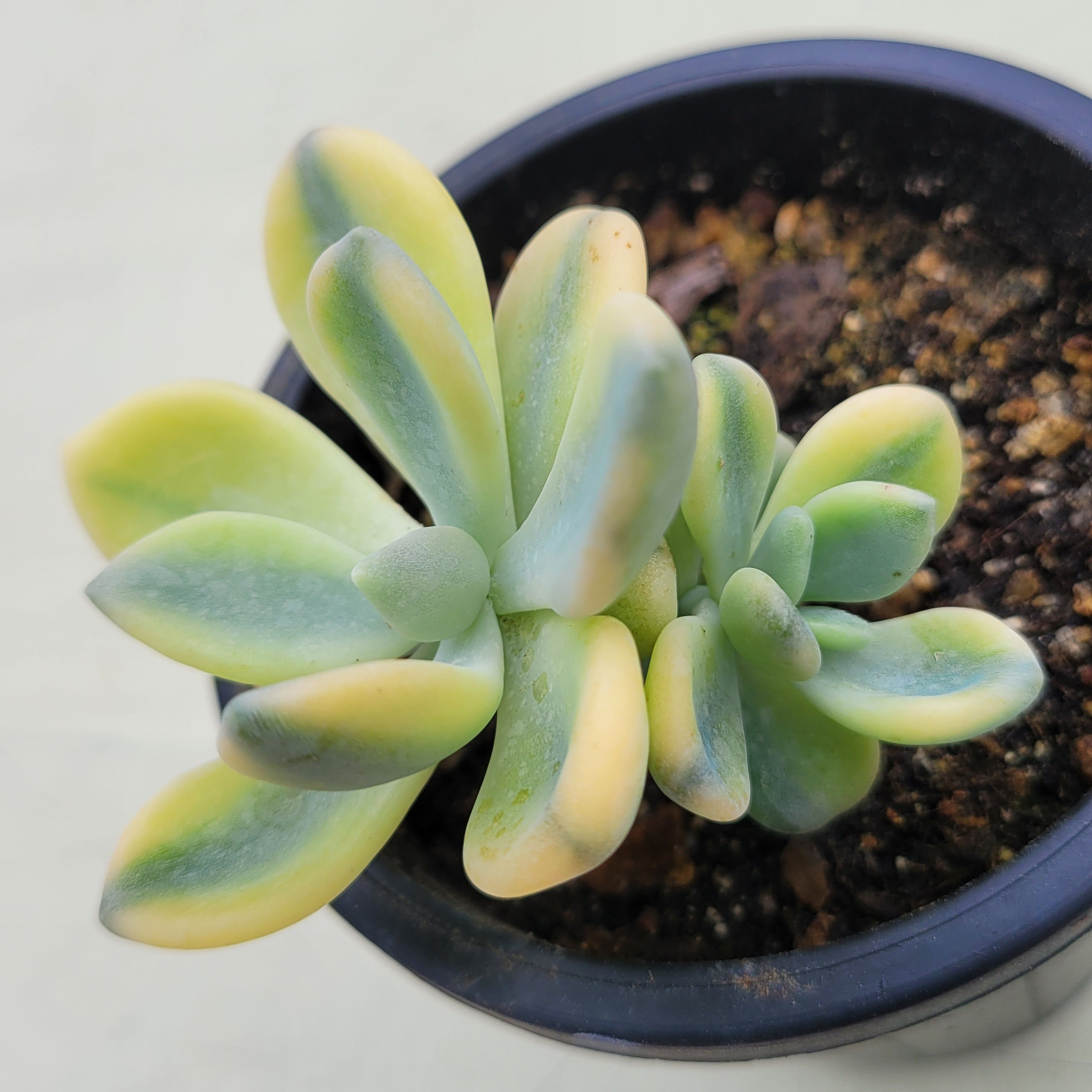 Graptoveria Granplas variegated 