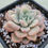 Thumbnail: Echeveria White Horse White variegated 