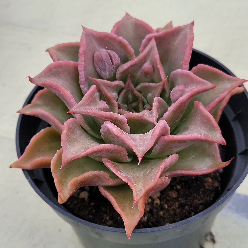 Thumbnail: Echeveria Madiba Monster 