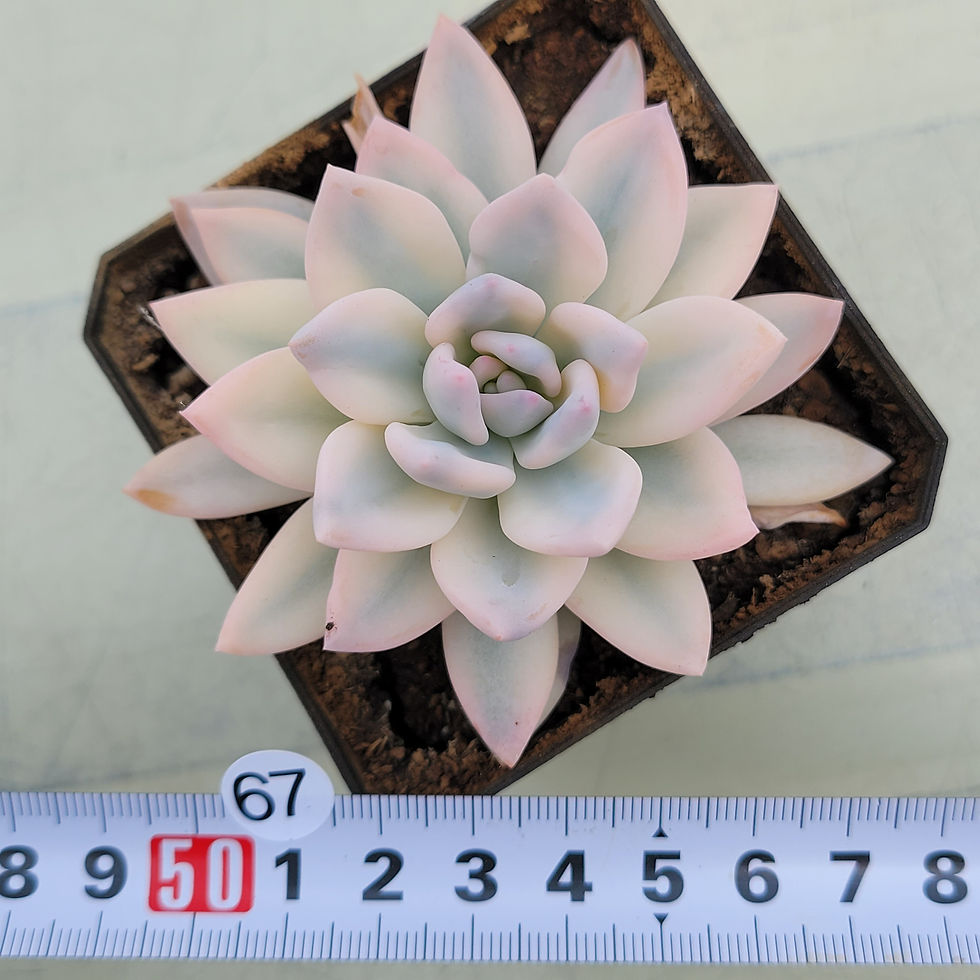 Thumbnail: Echeveria cv SIMONOASA variegated 