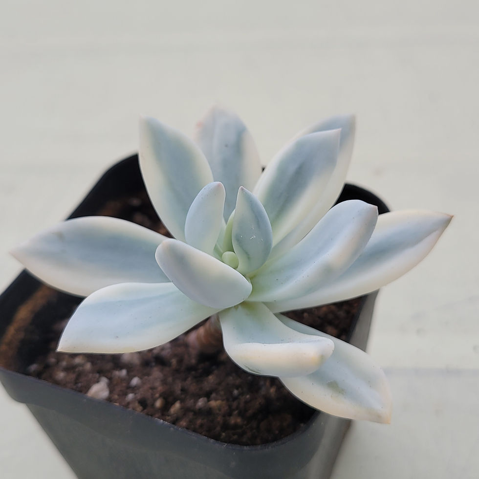 Thumbnail: Echeveria cv SIMONOASA variegated 