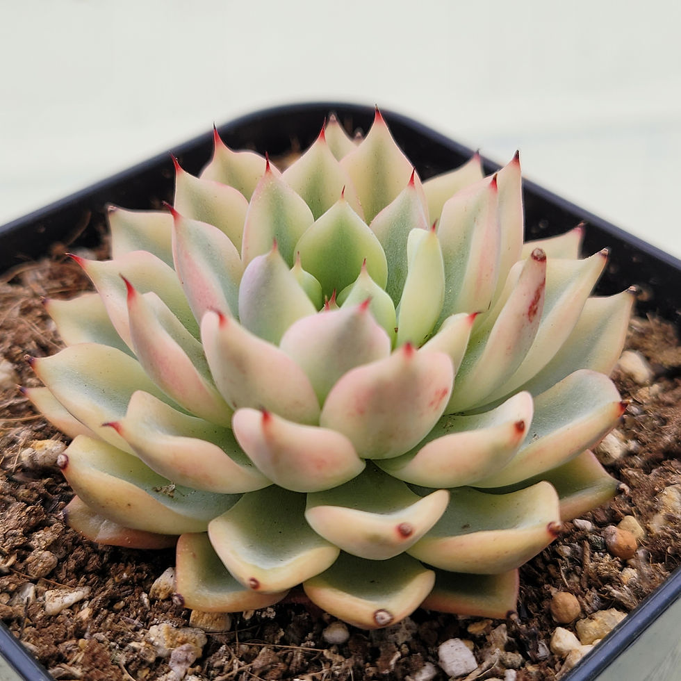 Thumbnail: Echeveria Girba Rose variegated 