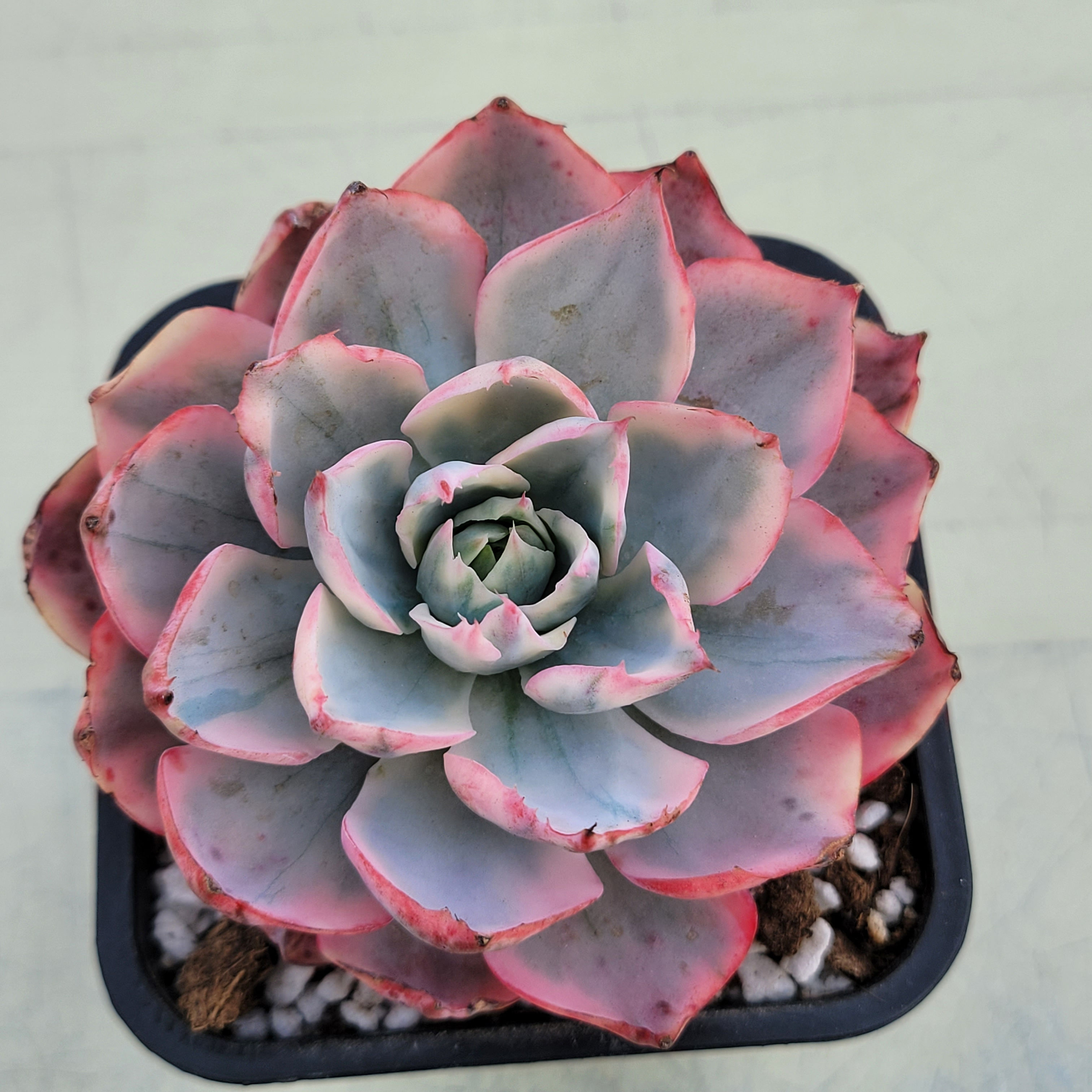 Echeveria Amista variegated 