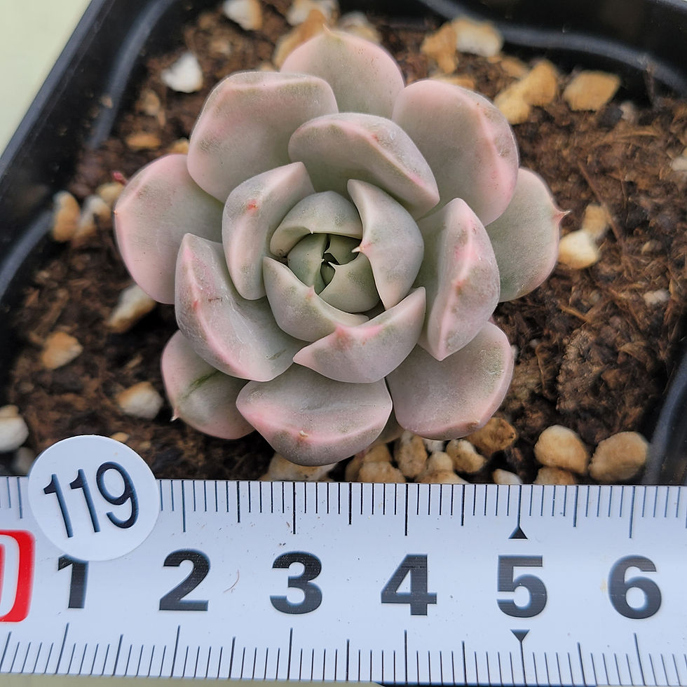 Thumbnail: Echeveria Roma Rose variegated 
