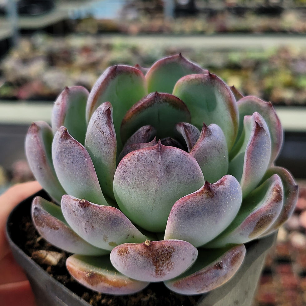Thumbnail: Echeveria Dark Opal 