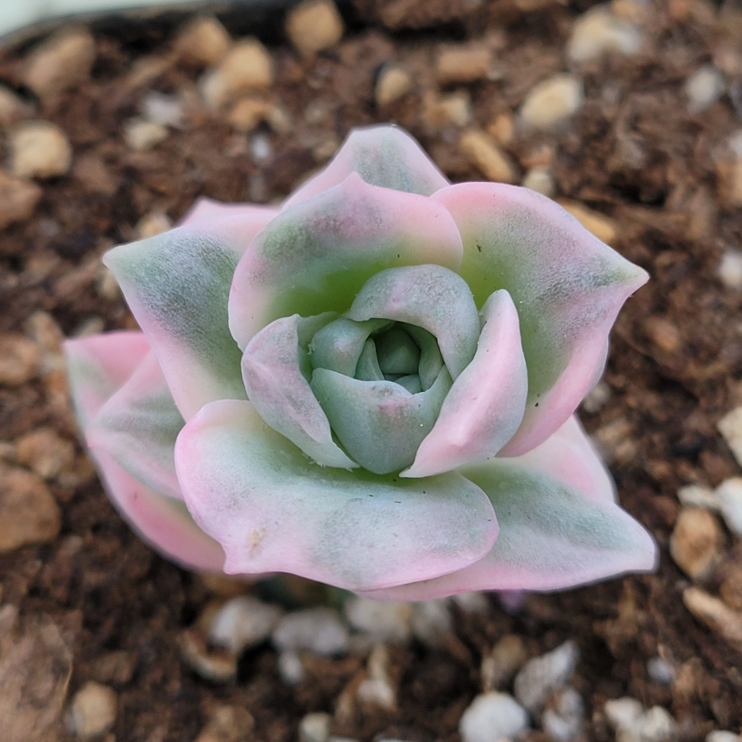 Echeveria Pink Lovely Rose variegated 