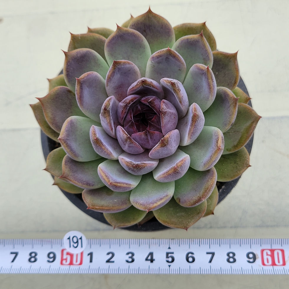 Thumbnail: Echeveria Bora Dory 