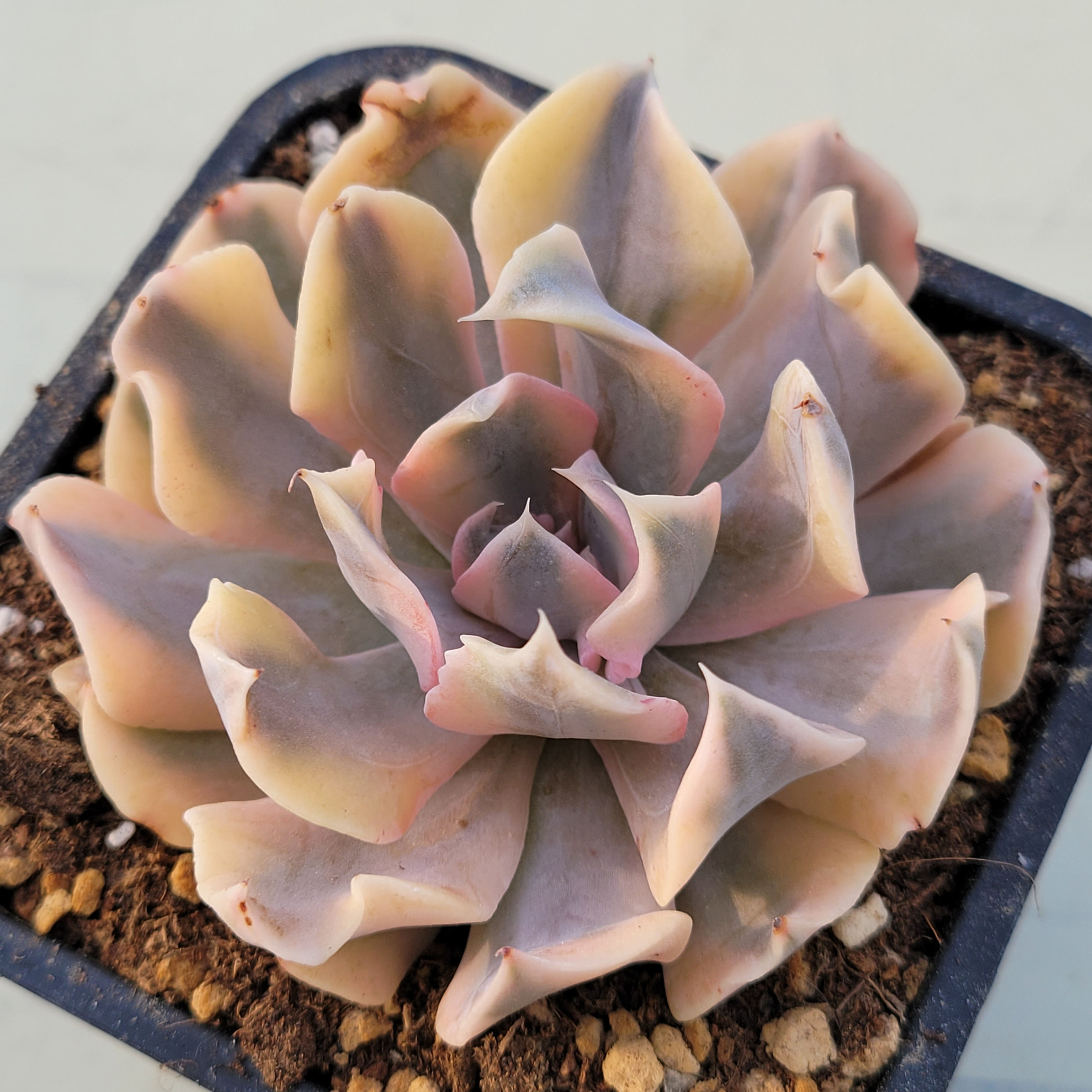Echeveria Saffron variegated 