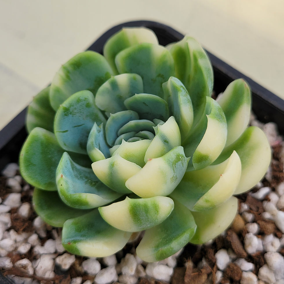 Thumbnail: Echeveria Lemon Berry variegated 
