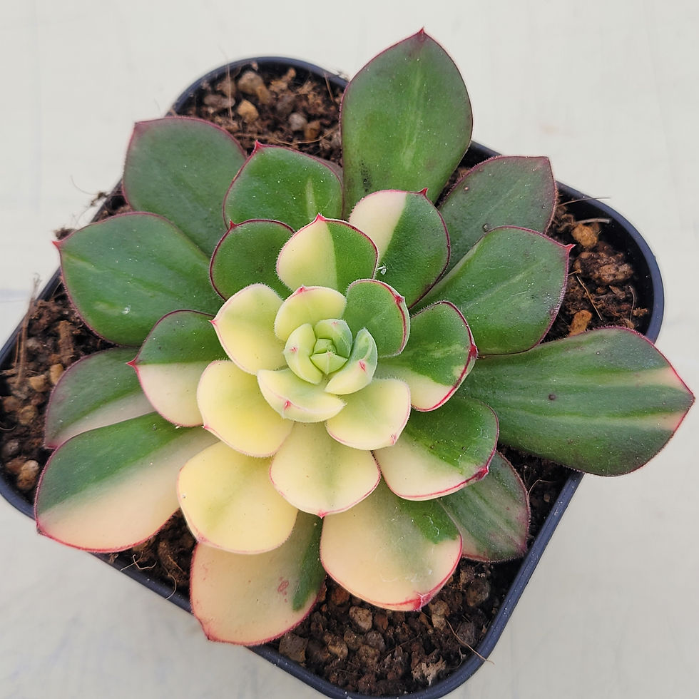 Echeveria Joan Daniel variegated 