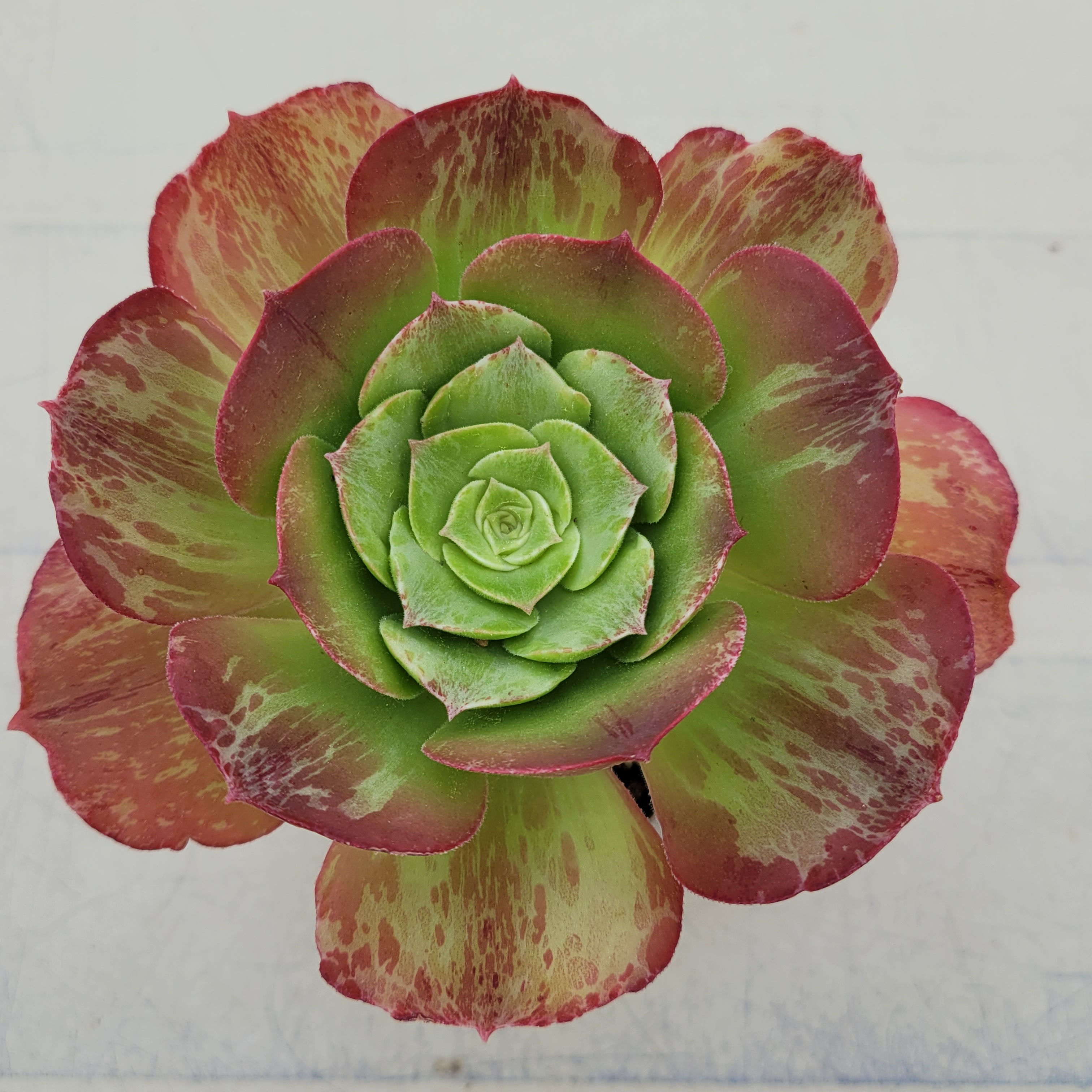 Aeonium Taeyang variegated 