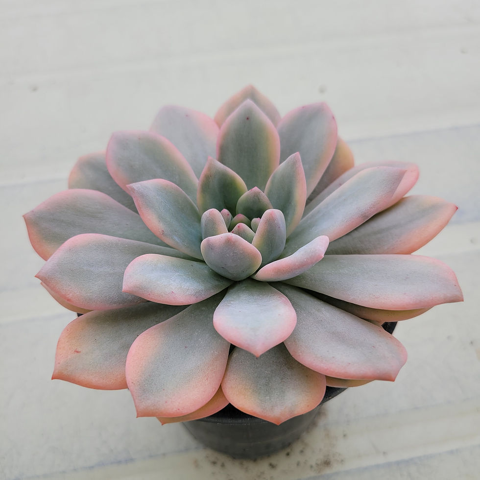 Thumbnail: Echeveria Ariel variegated 