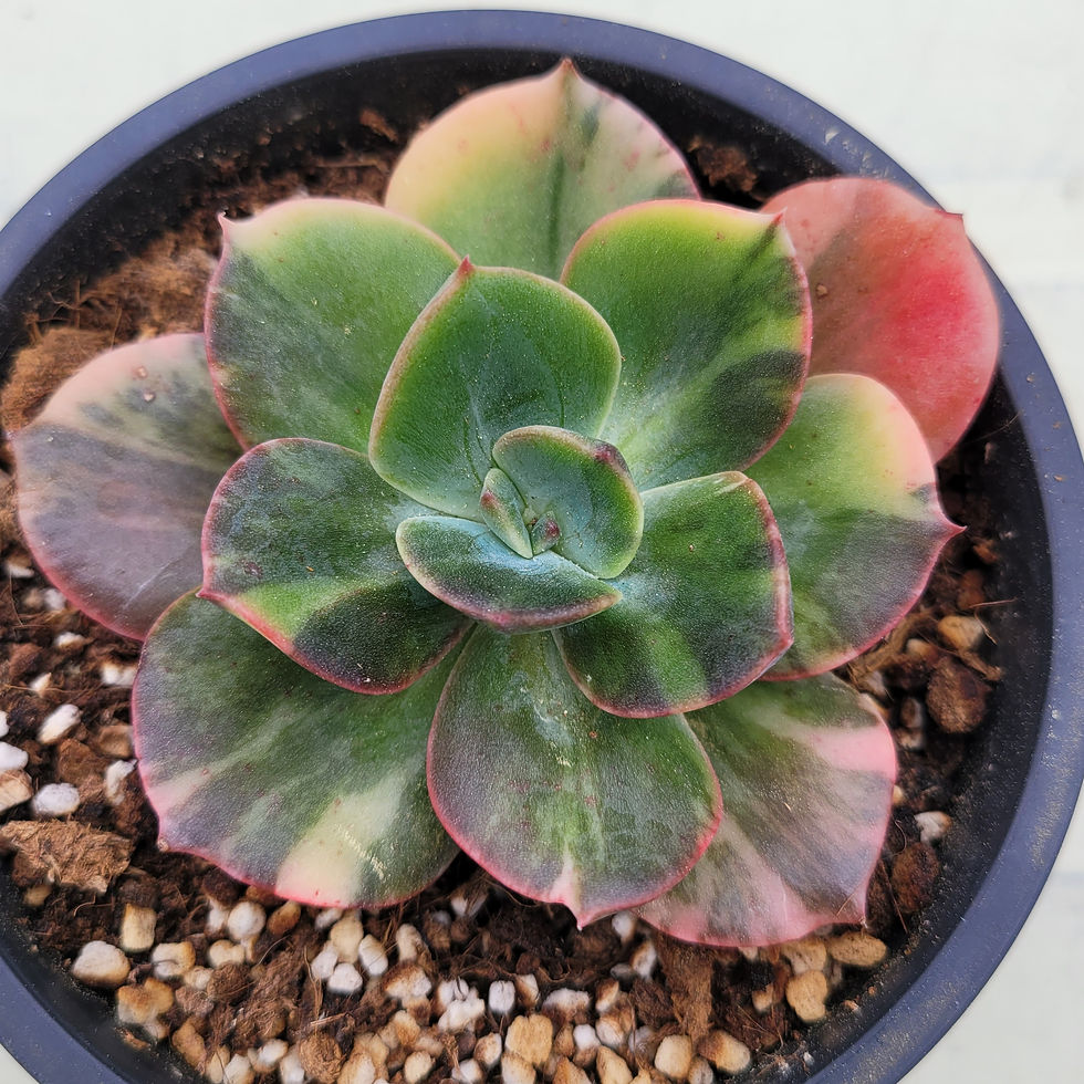 Thumbnail: Echeveria Blue Metall variegated 