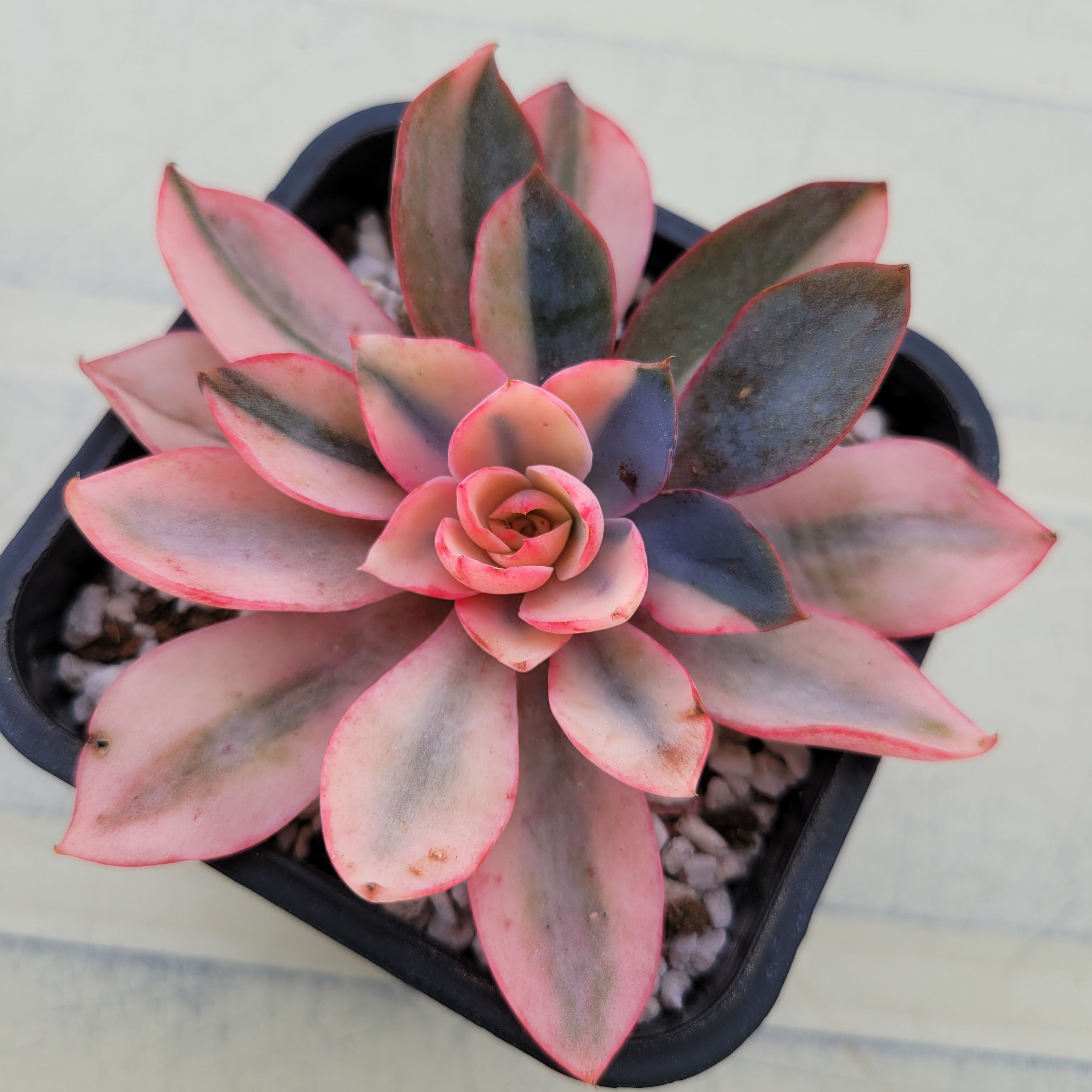 Echeveria Hera variegated 