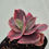 Thumbnail: Echeveria Roserock variegated 