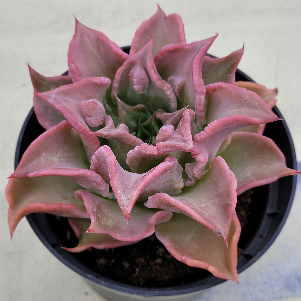 Thumbnail: Echeveria Madiba Monster 
