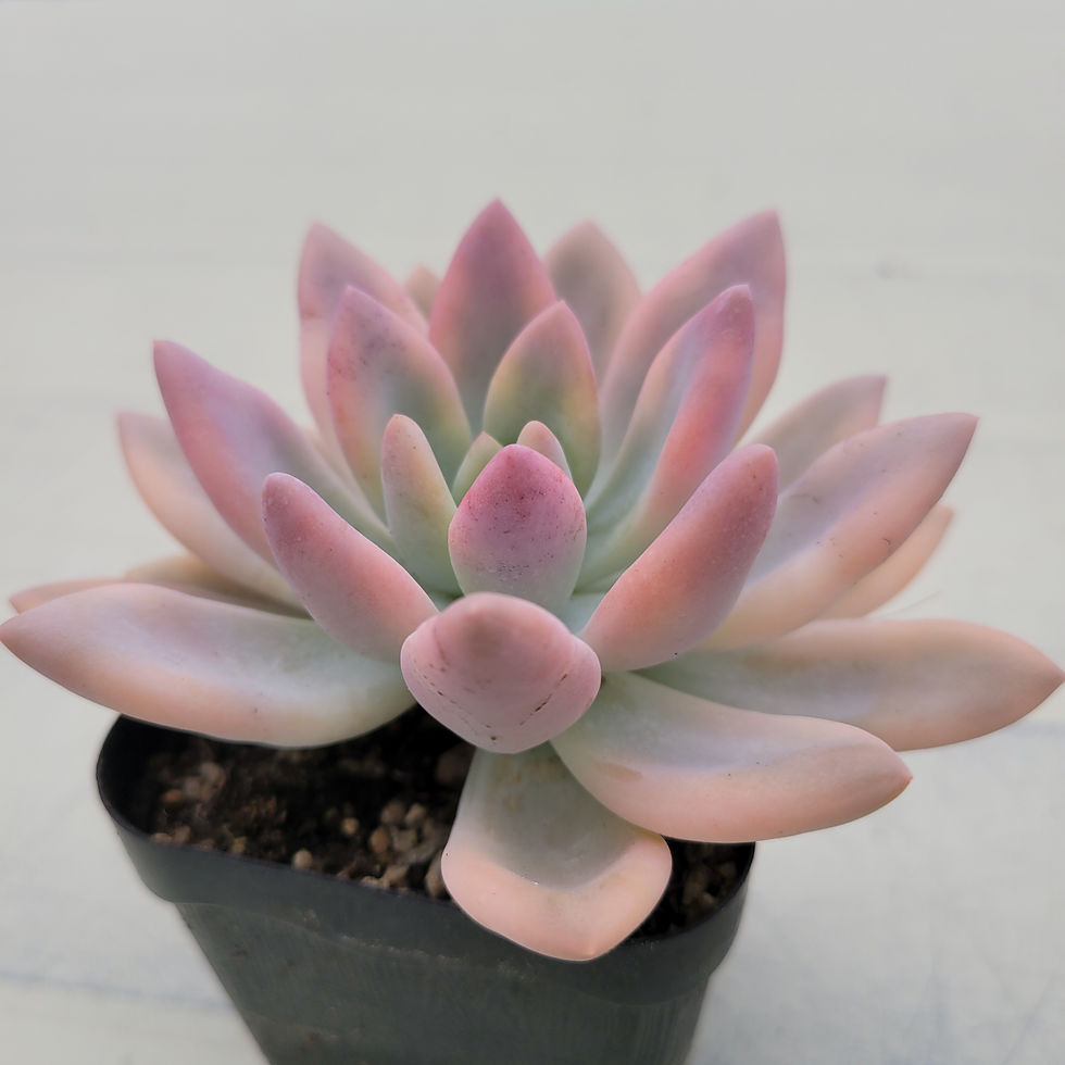 Thumbnail: Graptoveria Opalina variegated 