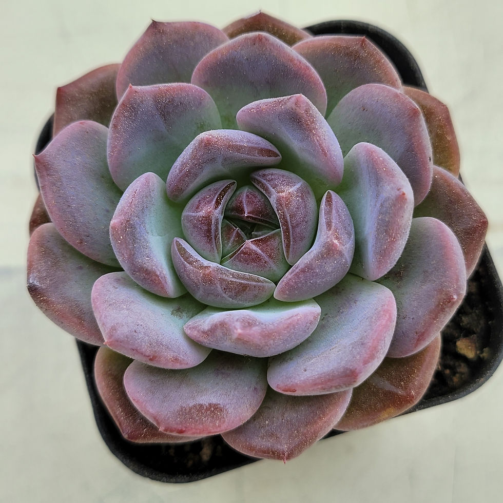 Thumbnail: Echeveria Pumpkin Jelly 