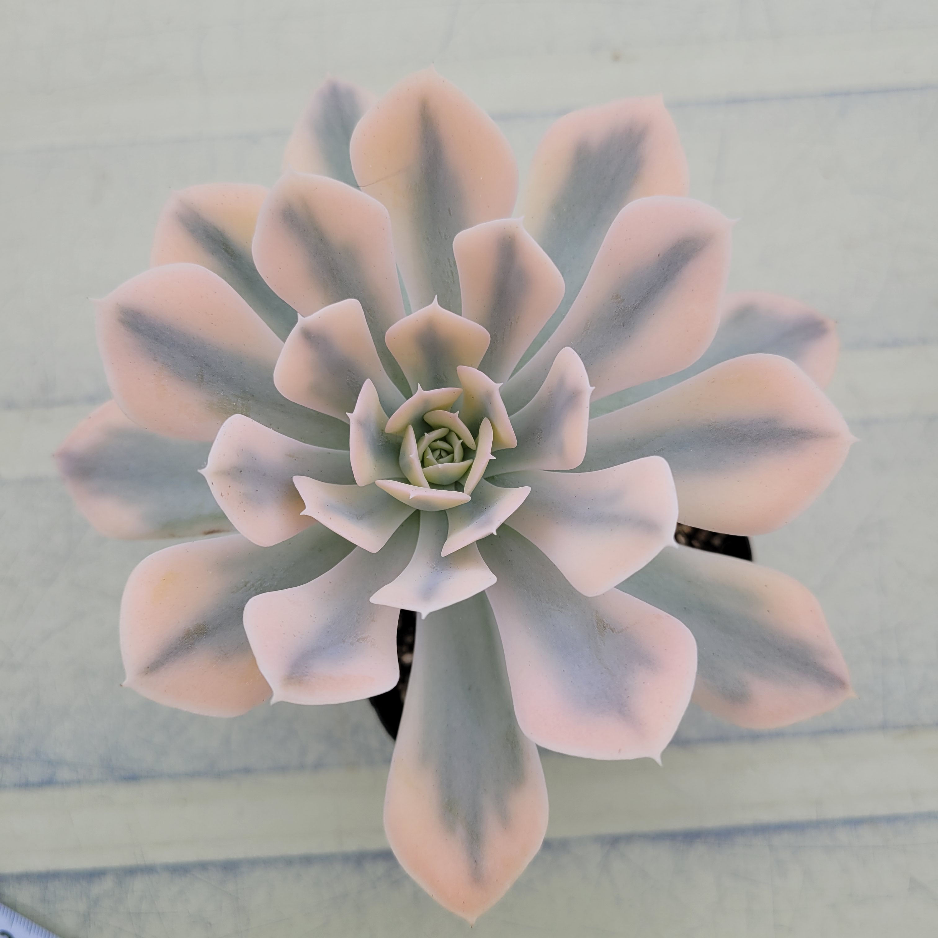 Echeveria Macebenia variegated 